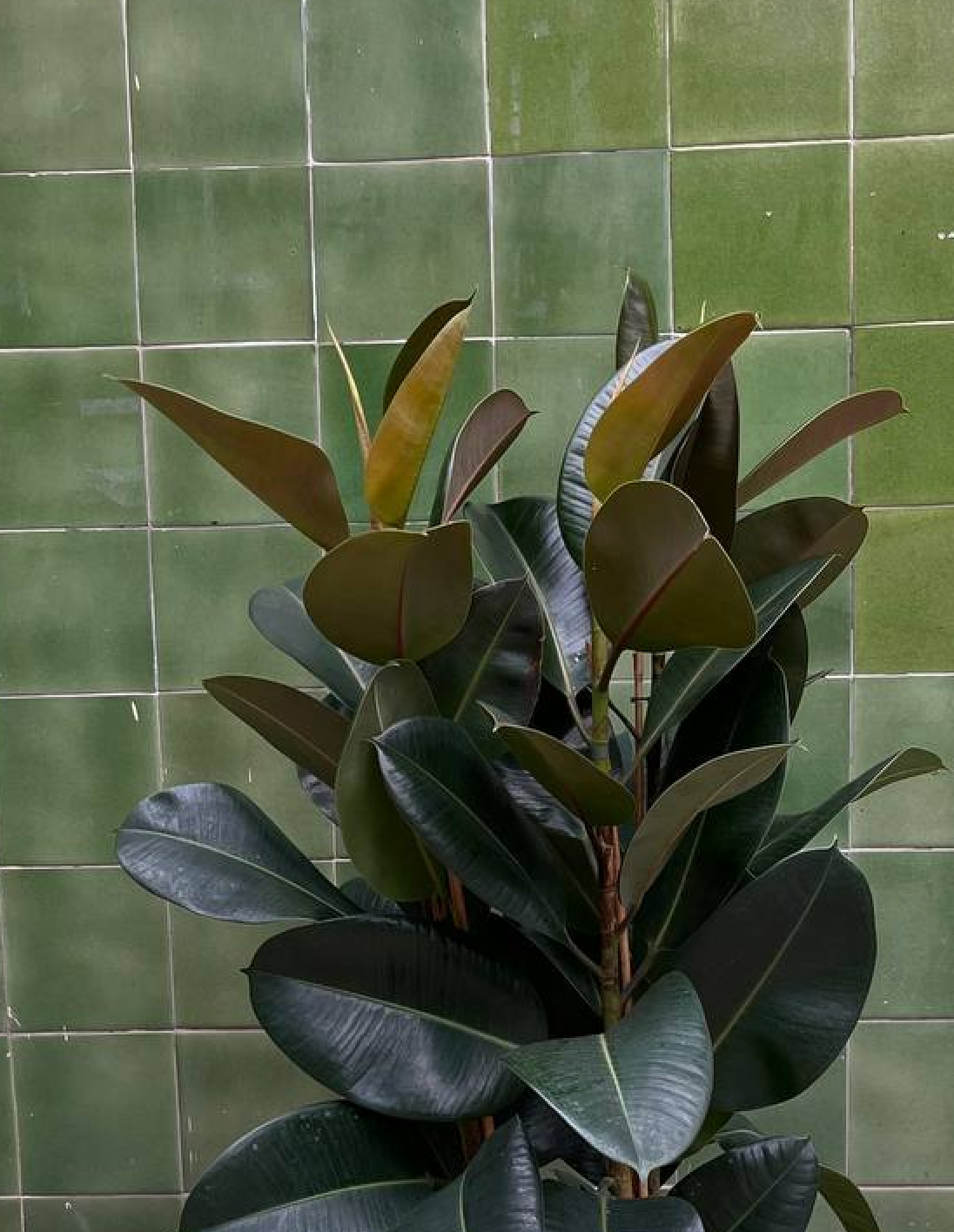 Ficus Elastica