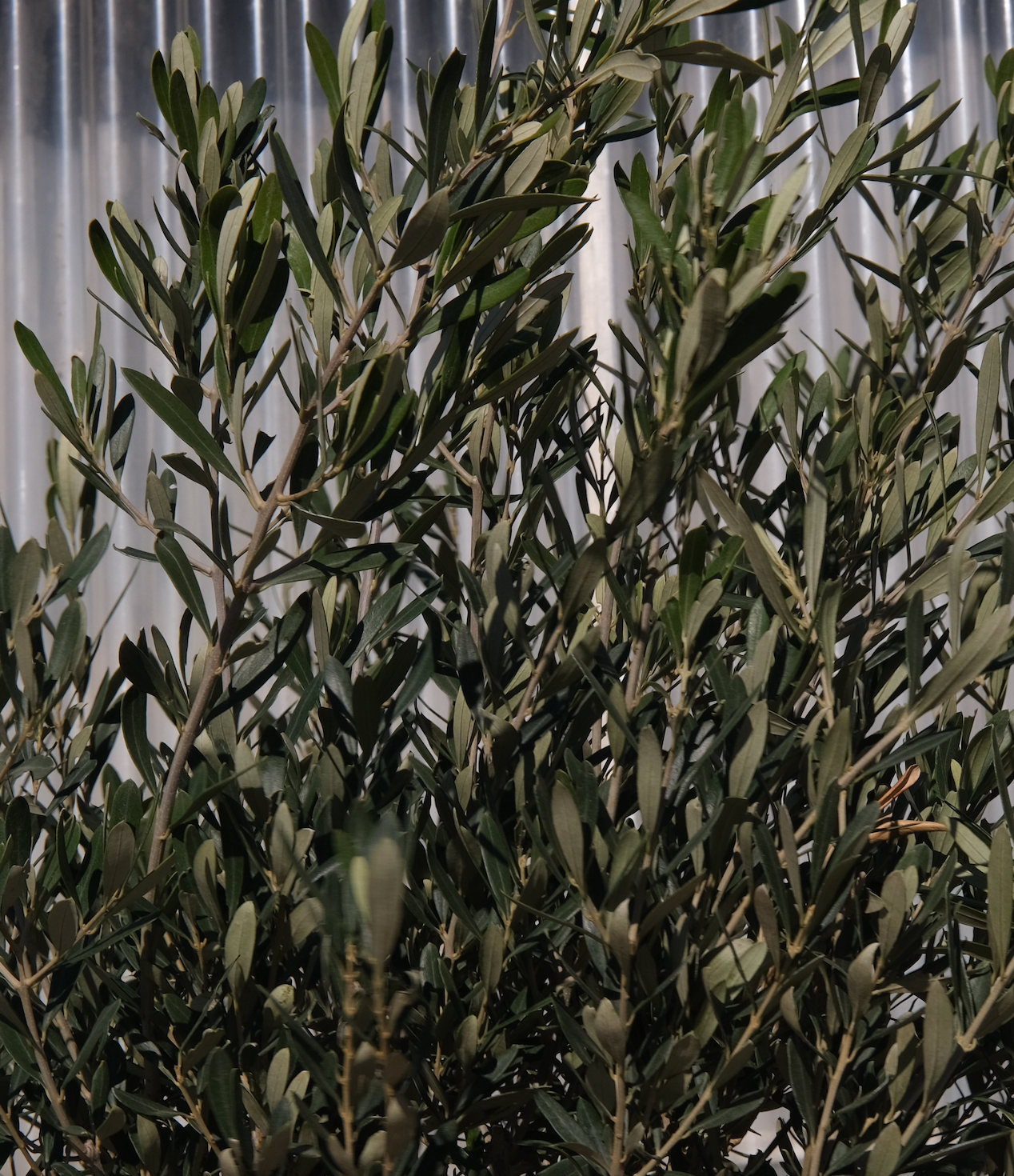 Olive Tree
