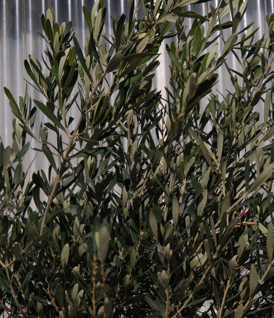 Olive Tree