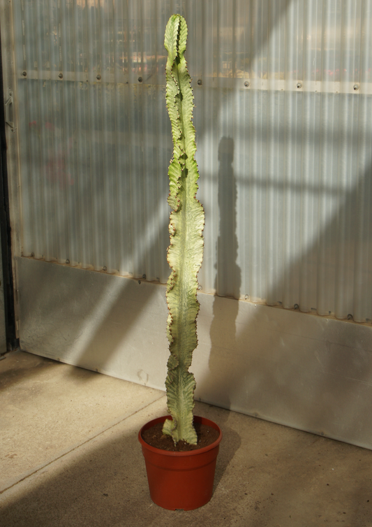 Euphorbia Variegata