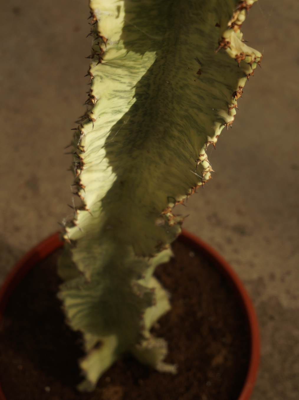 Euphorbia Variegata