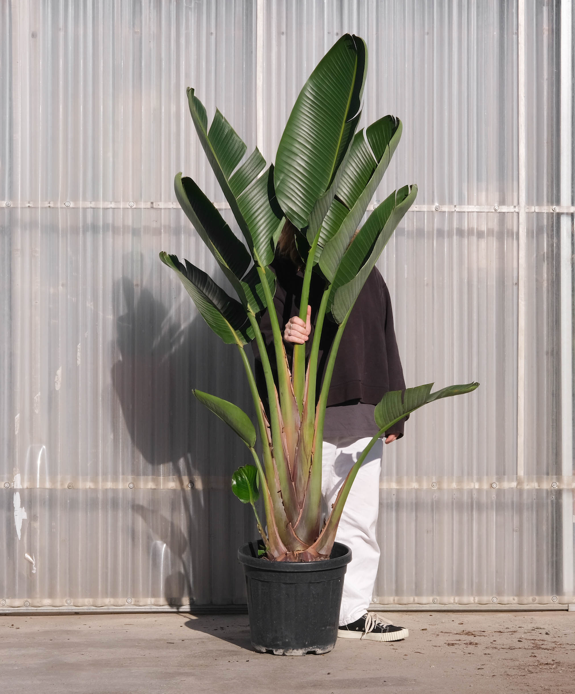 Strelitzia Nicolai