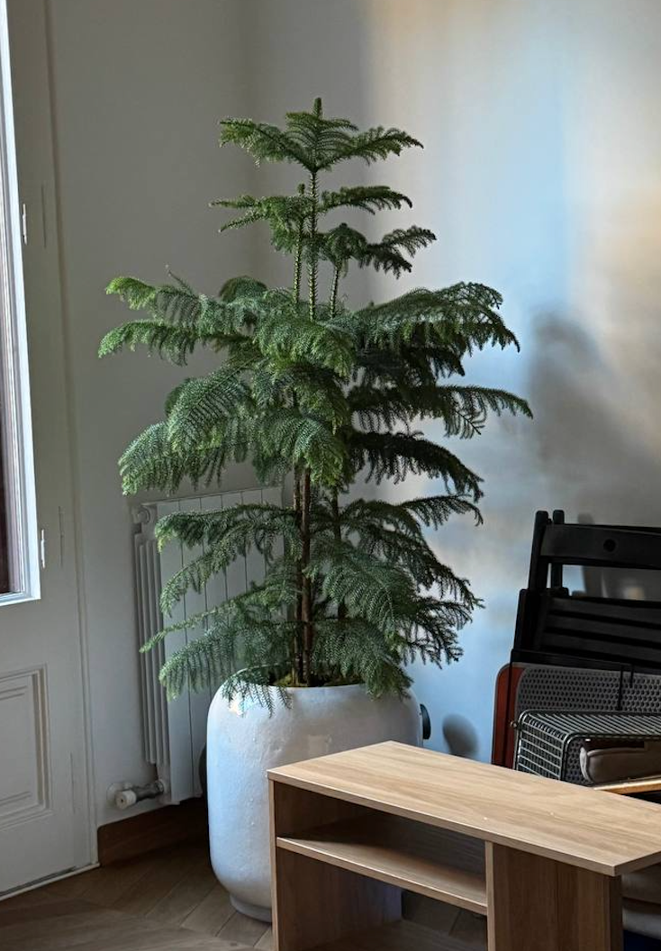 Árbol de Navidad {vivo-grande}