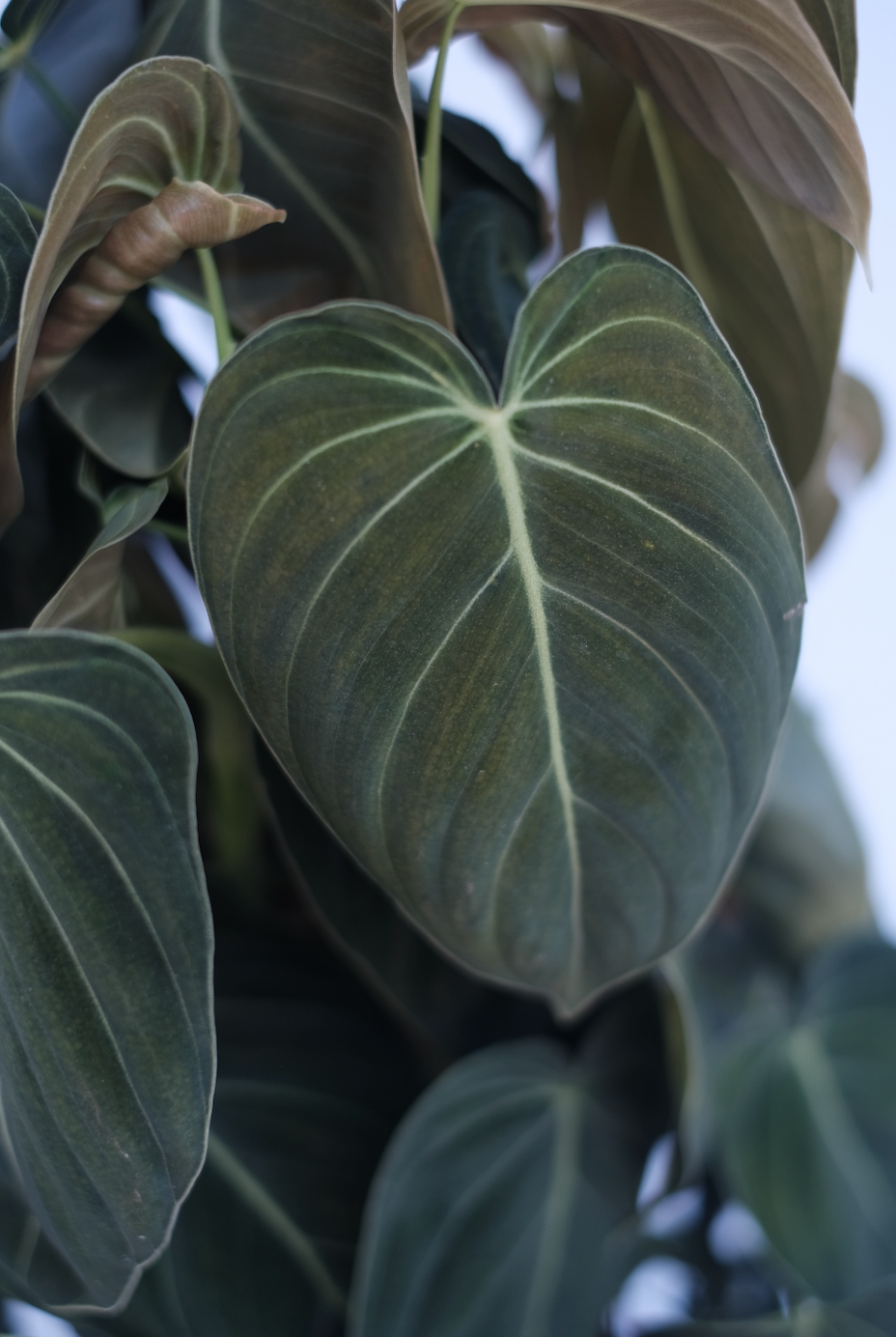 Philodendron Gigas