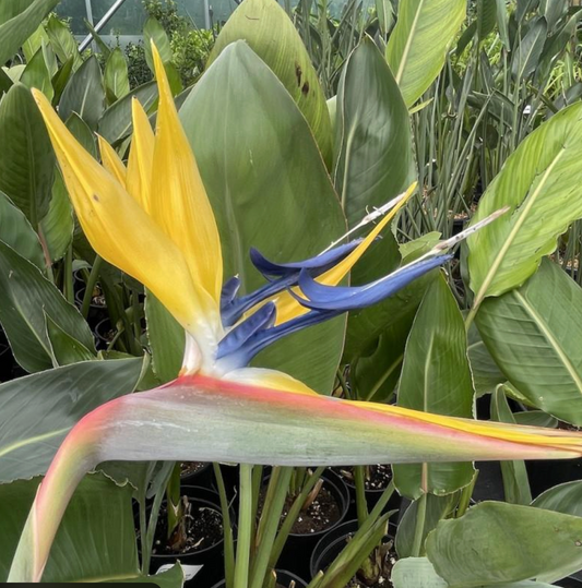 Strelitzia reginae Mandela's Gold