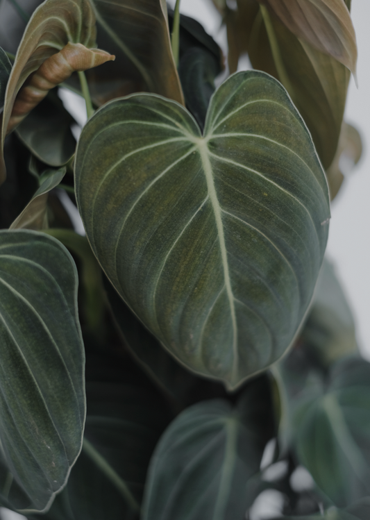 Philodendron Gigas