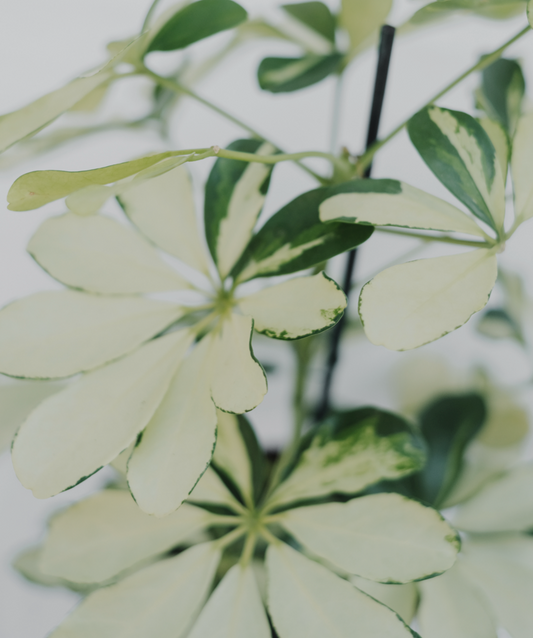 Schefflera Arboricola Variegata