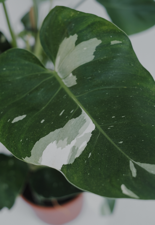 Philodendron White Princess