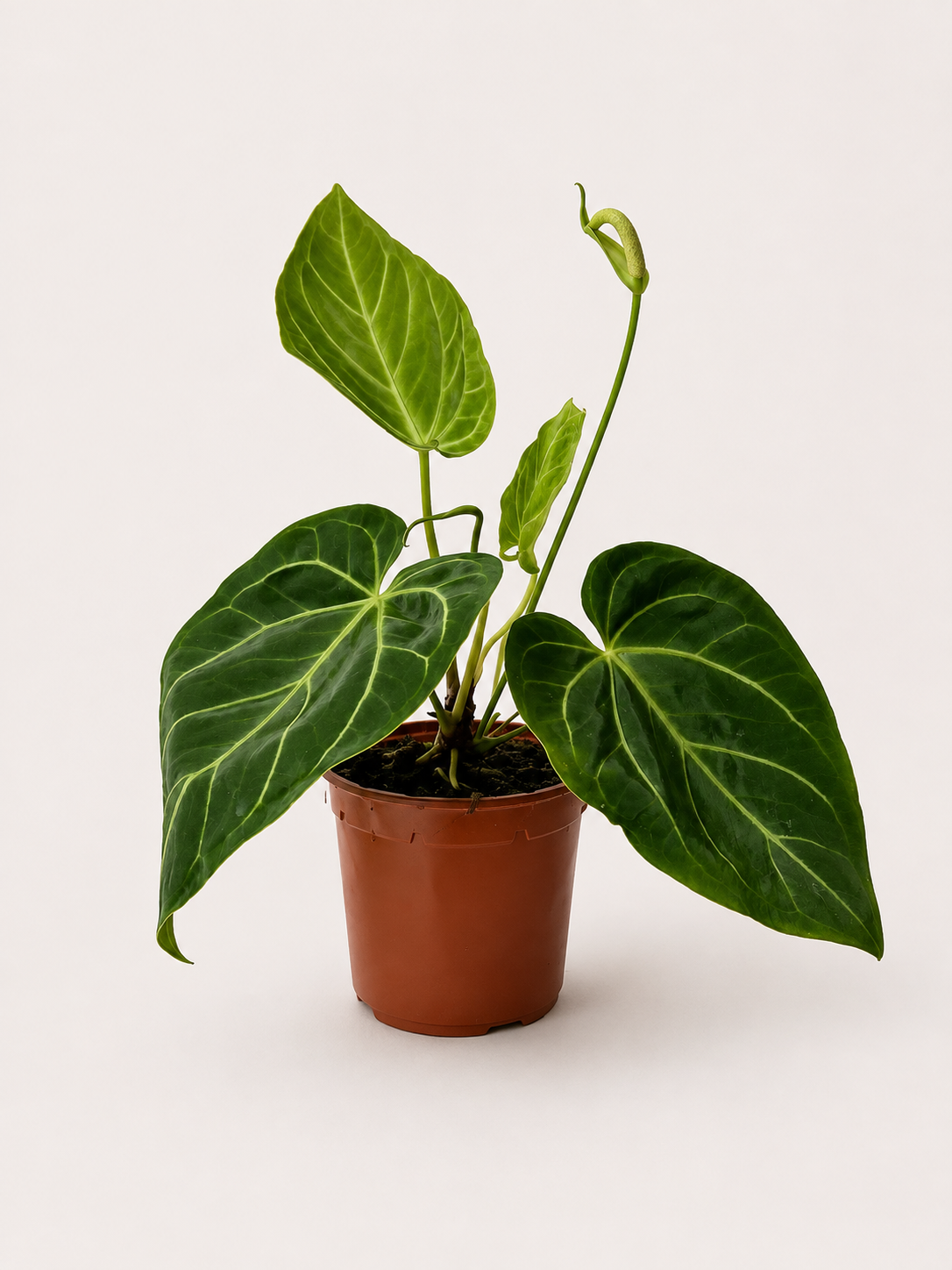 Anthurium Magnificum