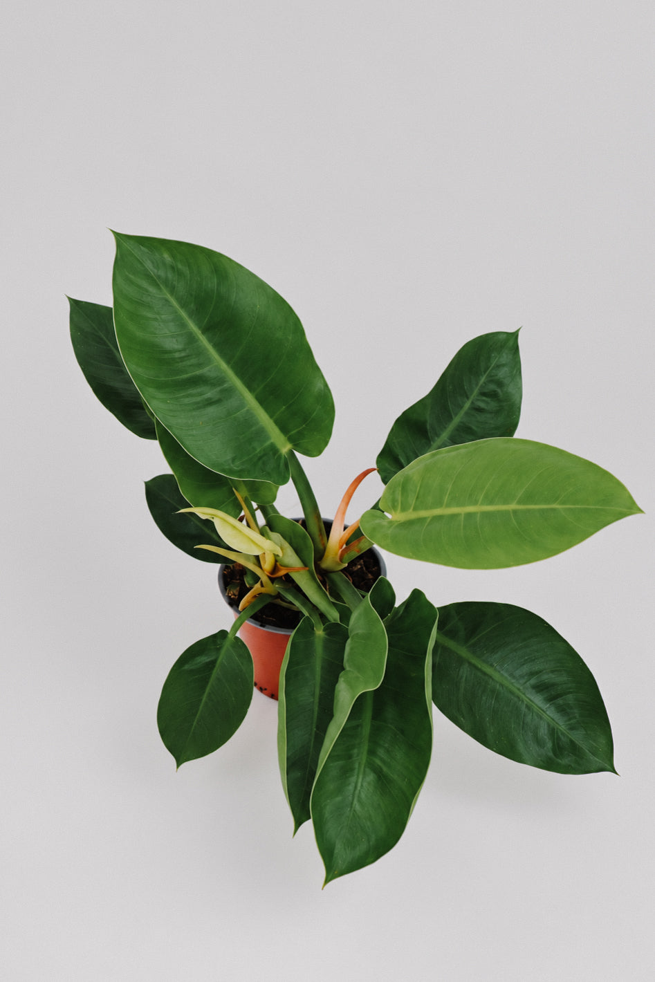 Philodendron Imperial Green