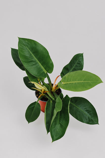 Philodendron Imperial Green
