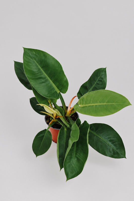 Philodendron Imperial Green