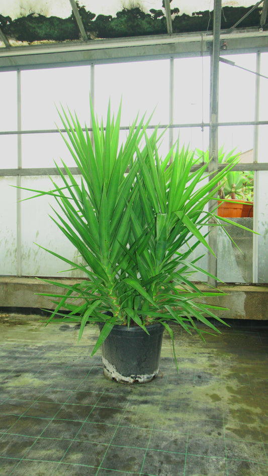 Yucca Elephantipes Big