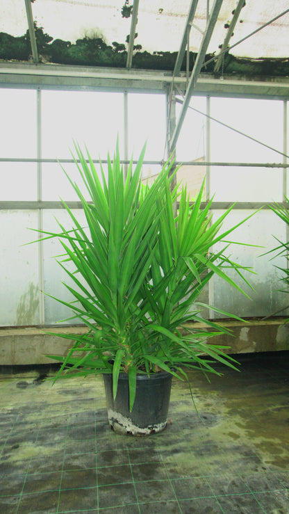Yucca Elephantipes Big