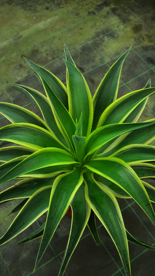 Agave variegata