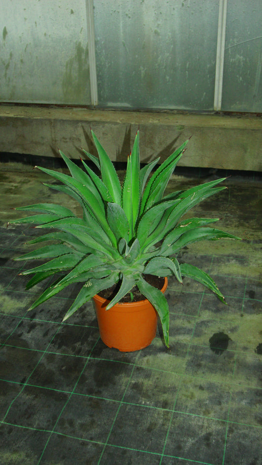 Agave