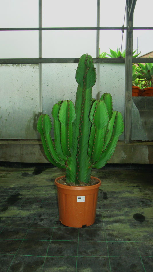 Euphorbia Candelabrum