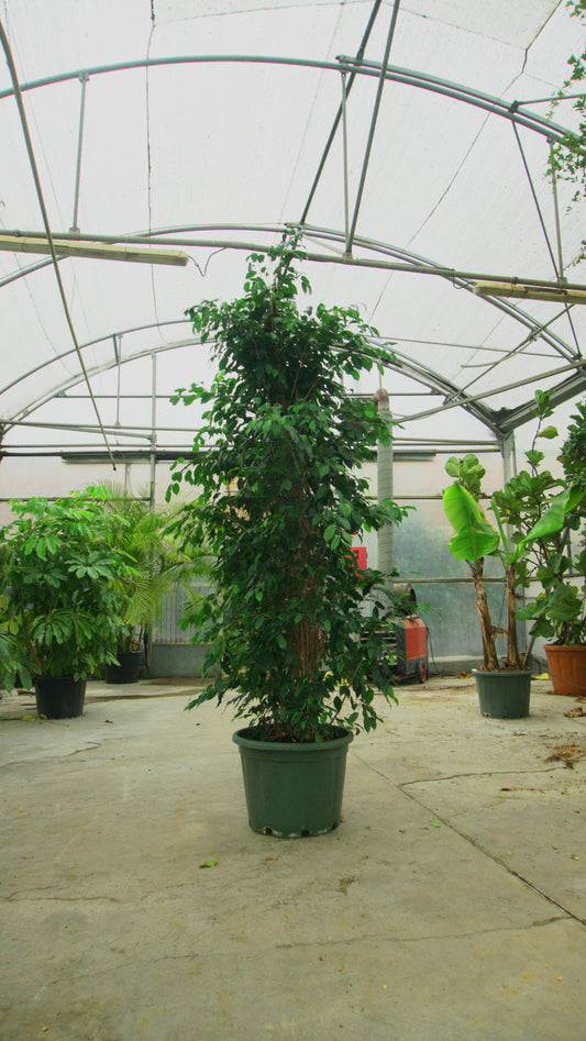 Ficus Benjamina Big