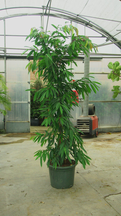 Ficus Amstel King Big