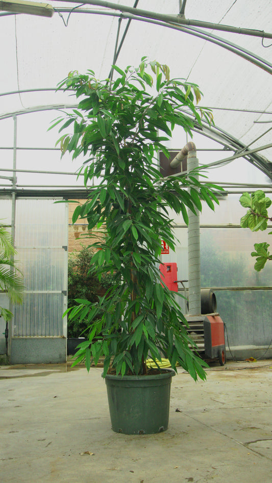 Ficus Amstel King Big