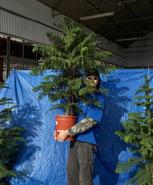 Arbol de Navidad {vivo-grande}
