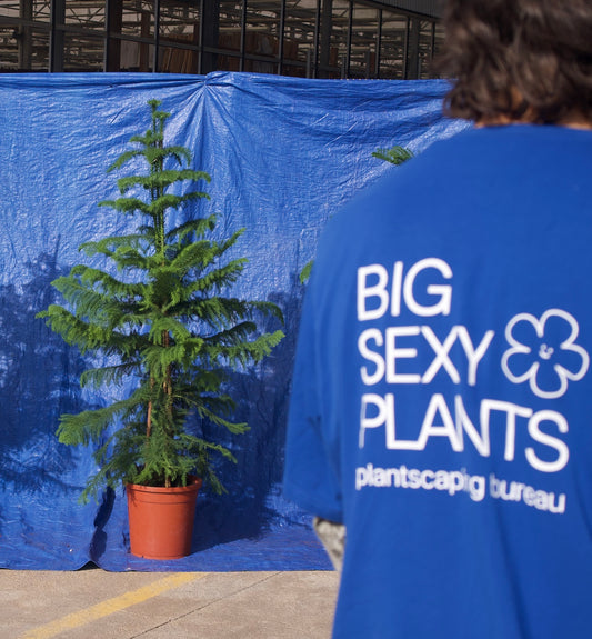 Arbol de Navidad {vivo-grande}