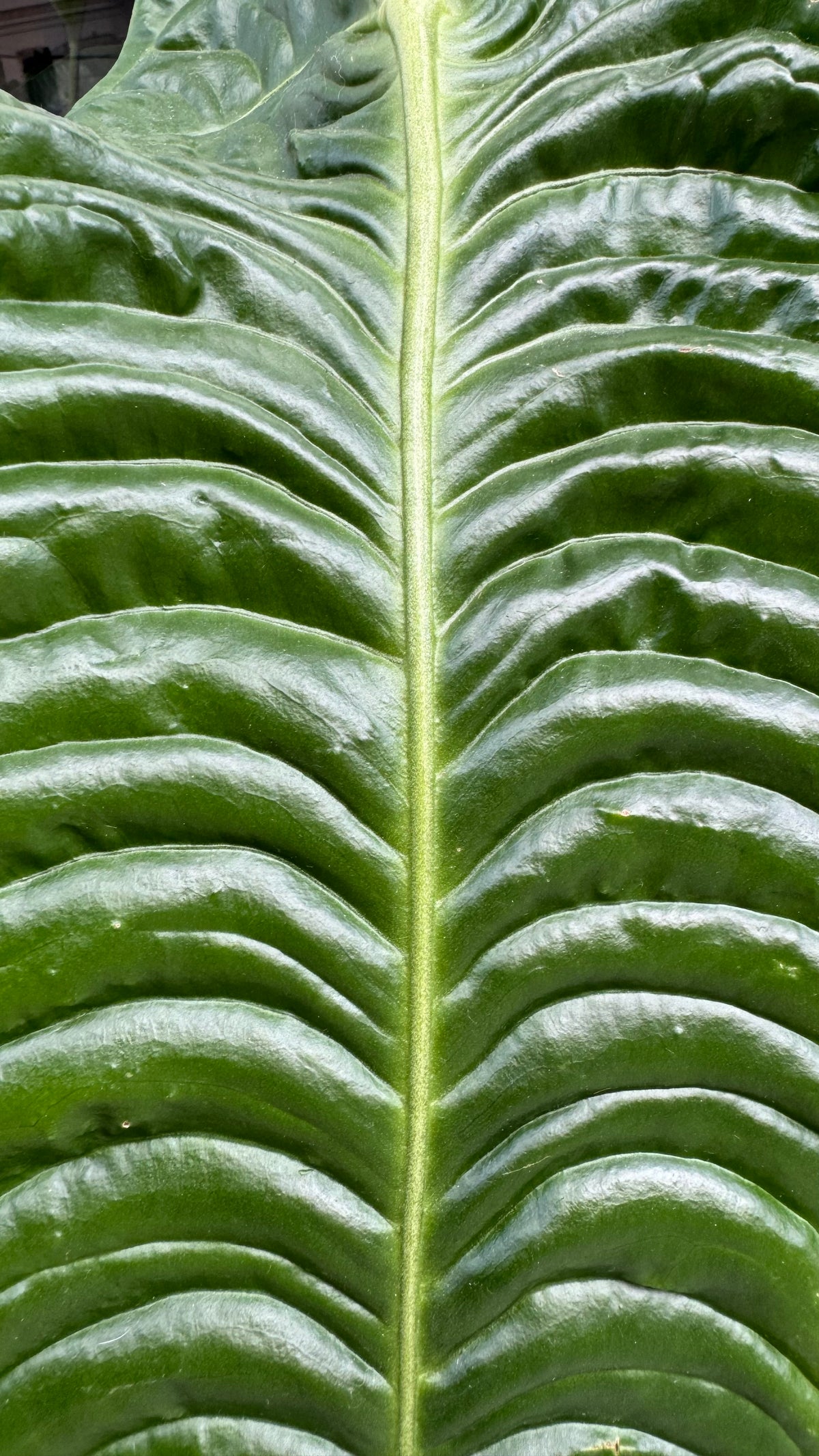 Anthurium Veitchii