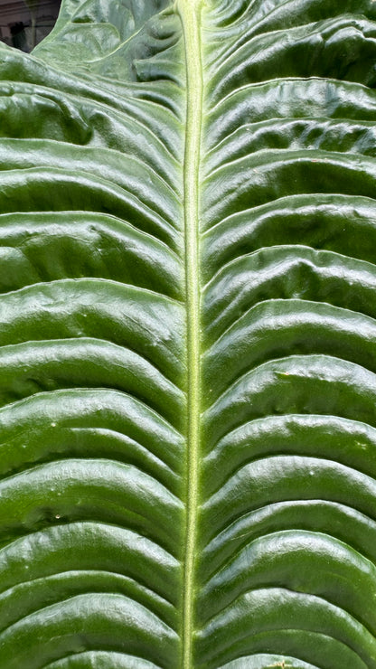 Anthurium Veitchii