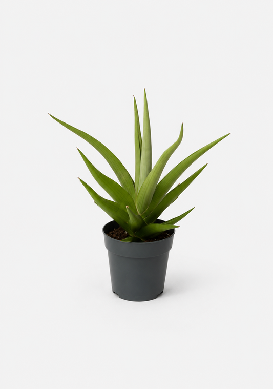 Sansevieria Chanin Crown
