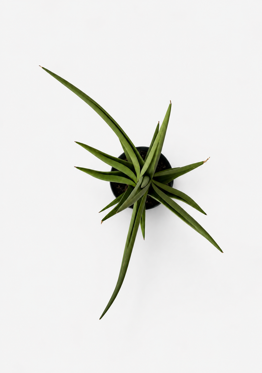 Sansevieria Chanin Crown