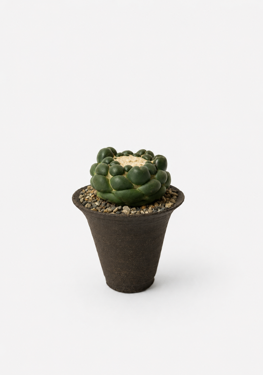 Rare Cactus