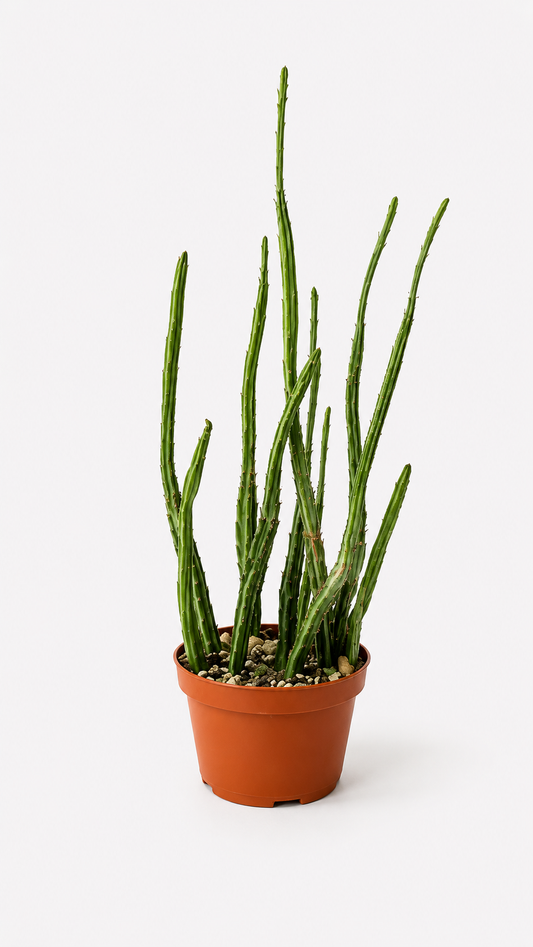 Senecio Stapeliformis