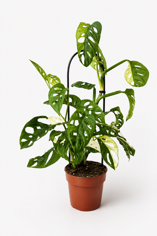 Monstera Monkey Variegata