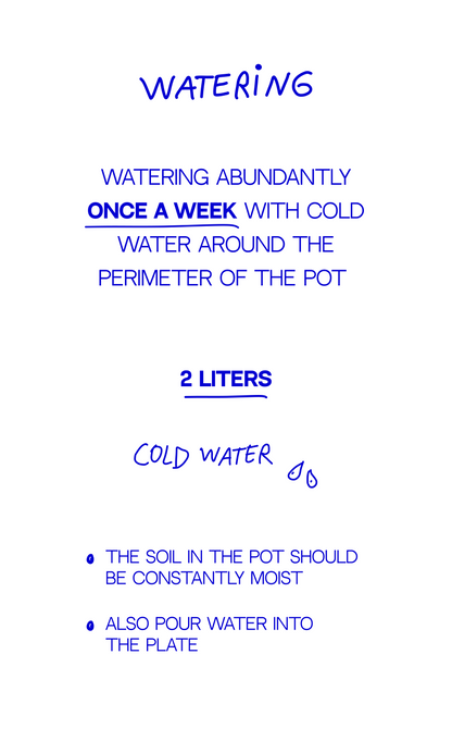 Árbol de Navidad {pequeña}