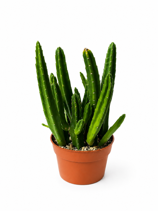 Stapelia Leendertziae