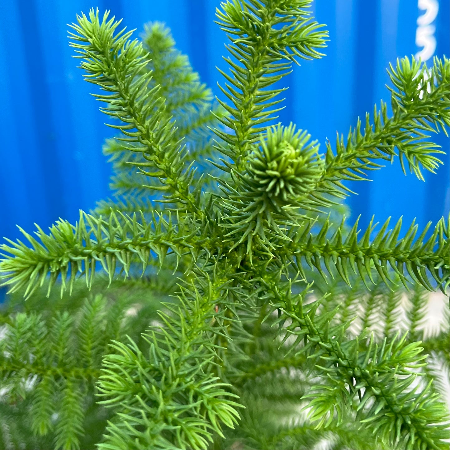 Arbol de Navidad {vivo}