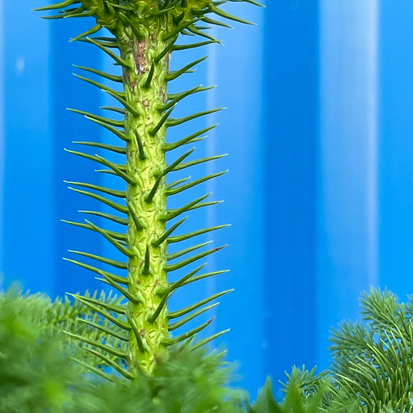 Arbol de Navidad {vivo}