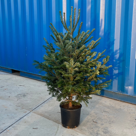 Arbol de Navidad {pequeña}