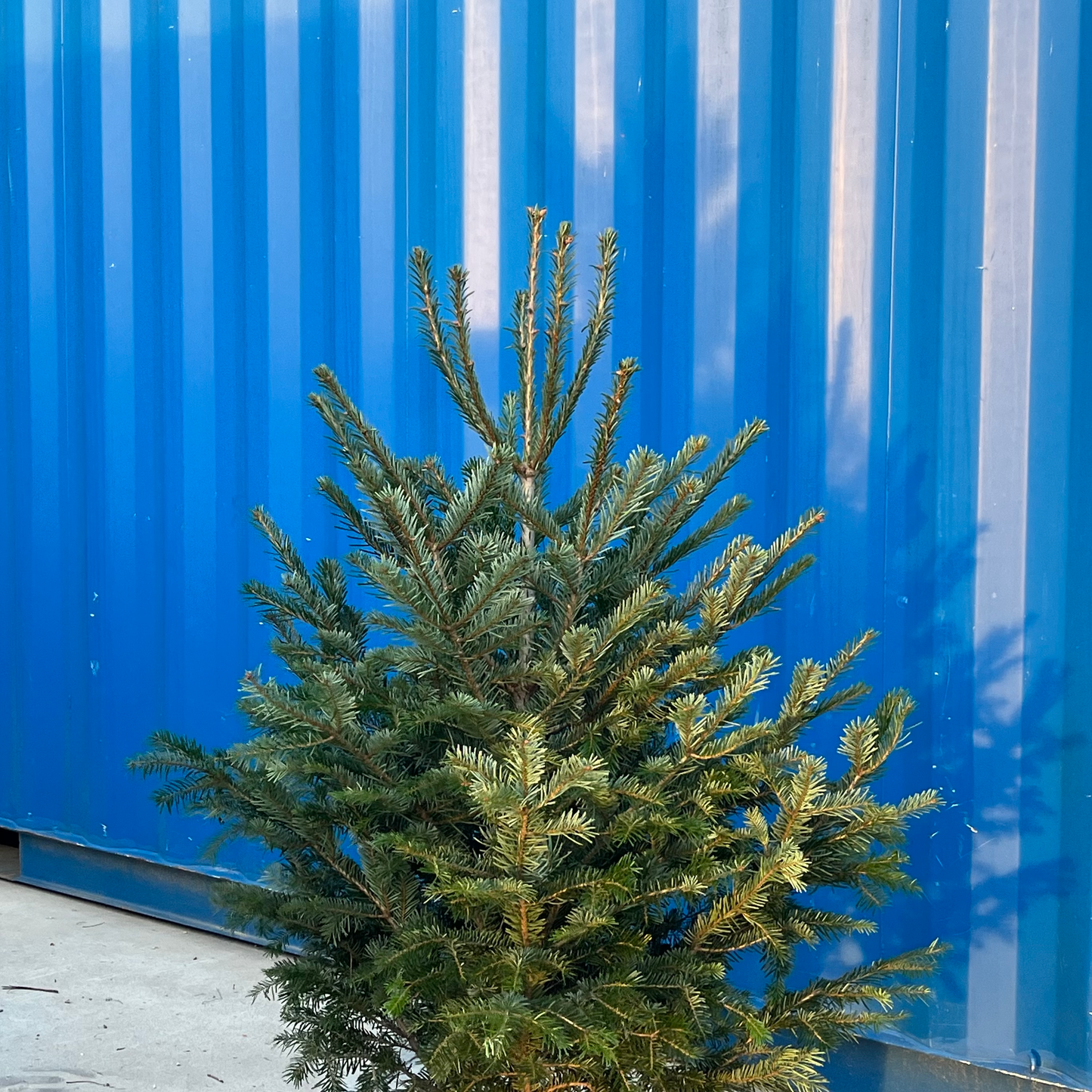 Arbol de Navidad {pequeña}