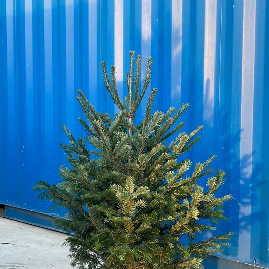 Arbol de Navidad {pequeña}