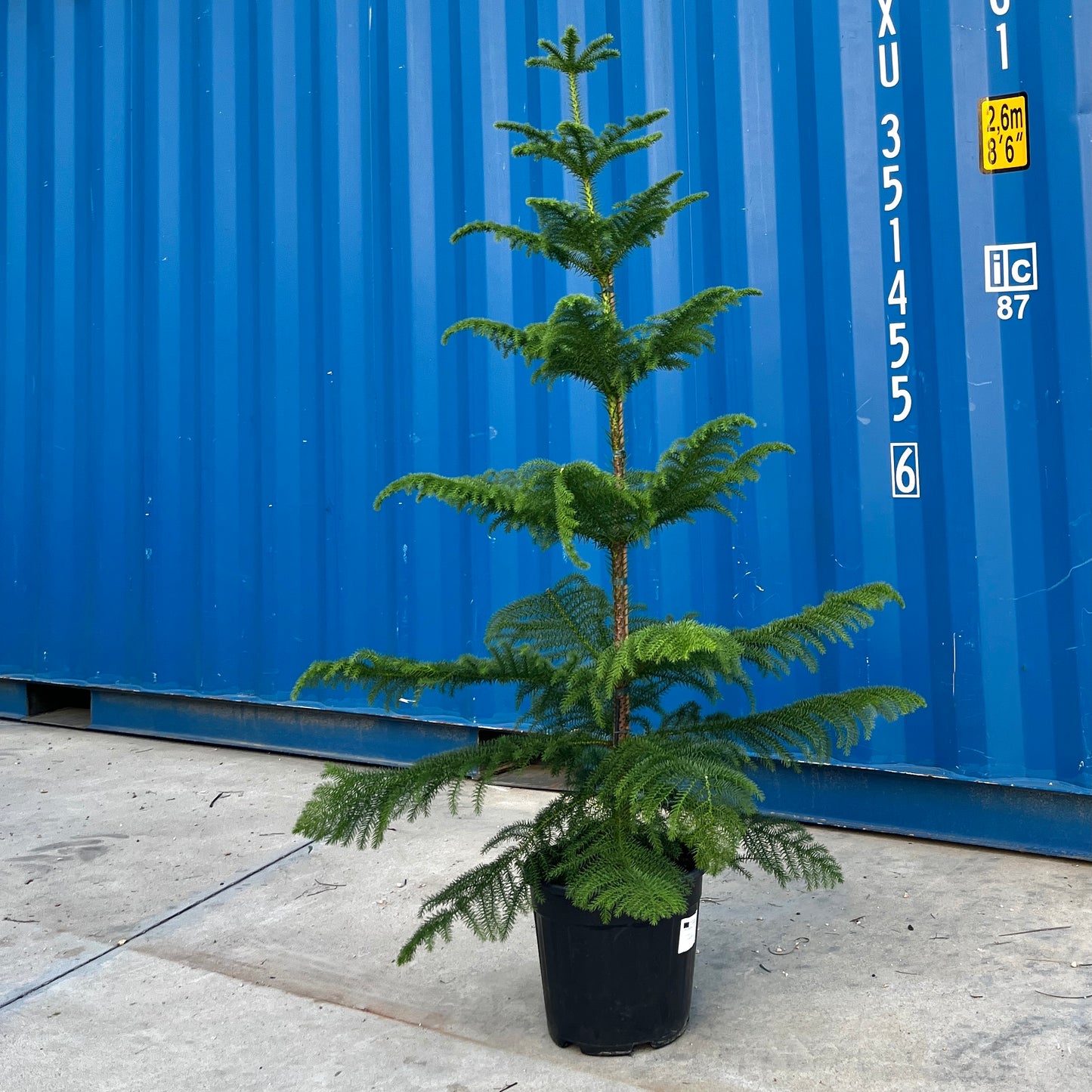 Arbol de Navidad {vivo}