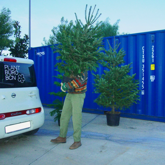 Xmas removal service