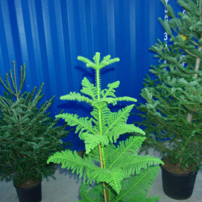 Arbol de Navidad {vivo}