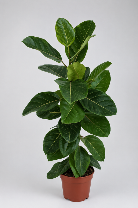 Ficus Altissima