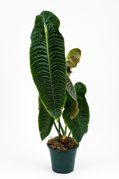 Anthurium Veitchii