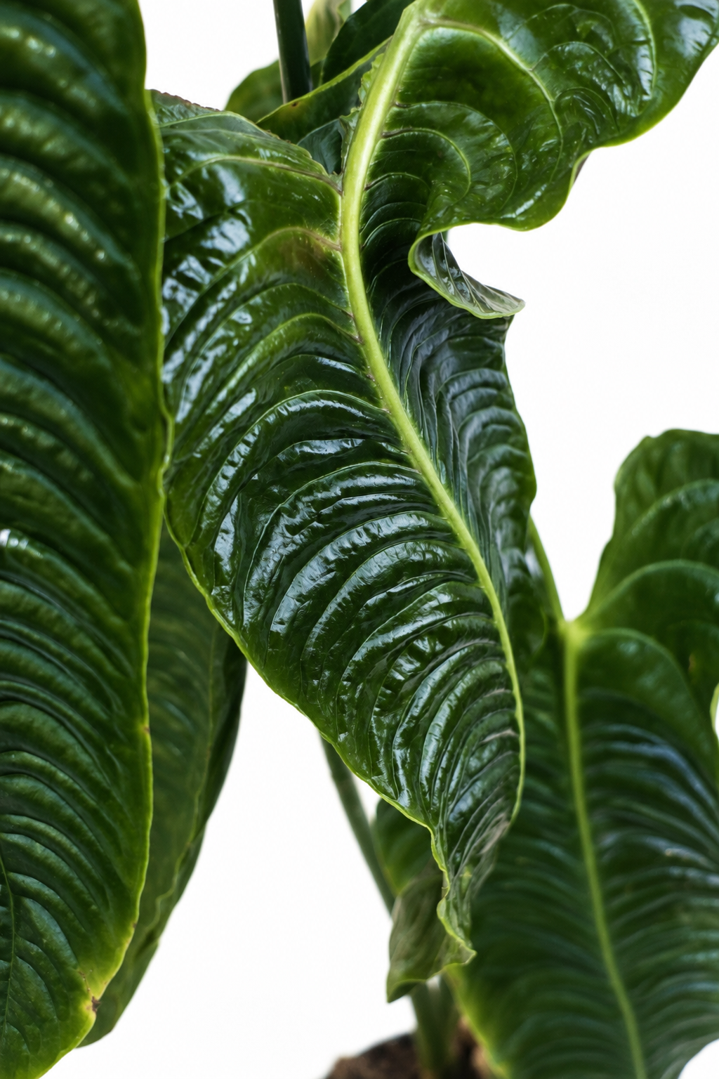 Anthurium Veitchii
