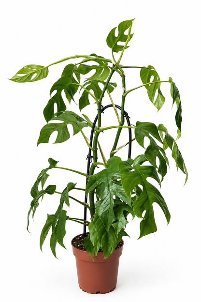 Rhaphidophora Tetrasperma