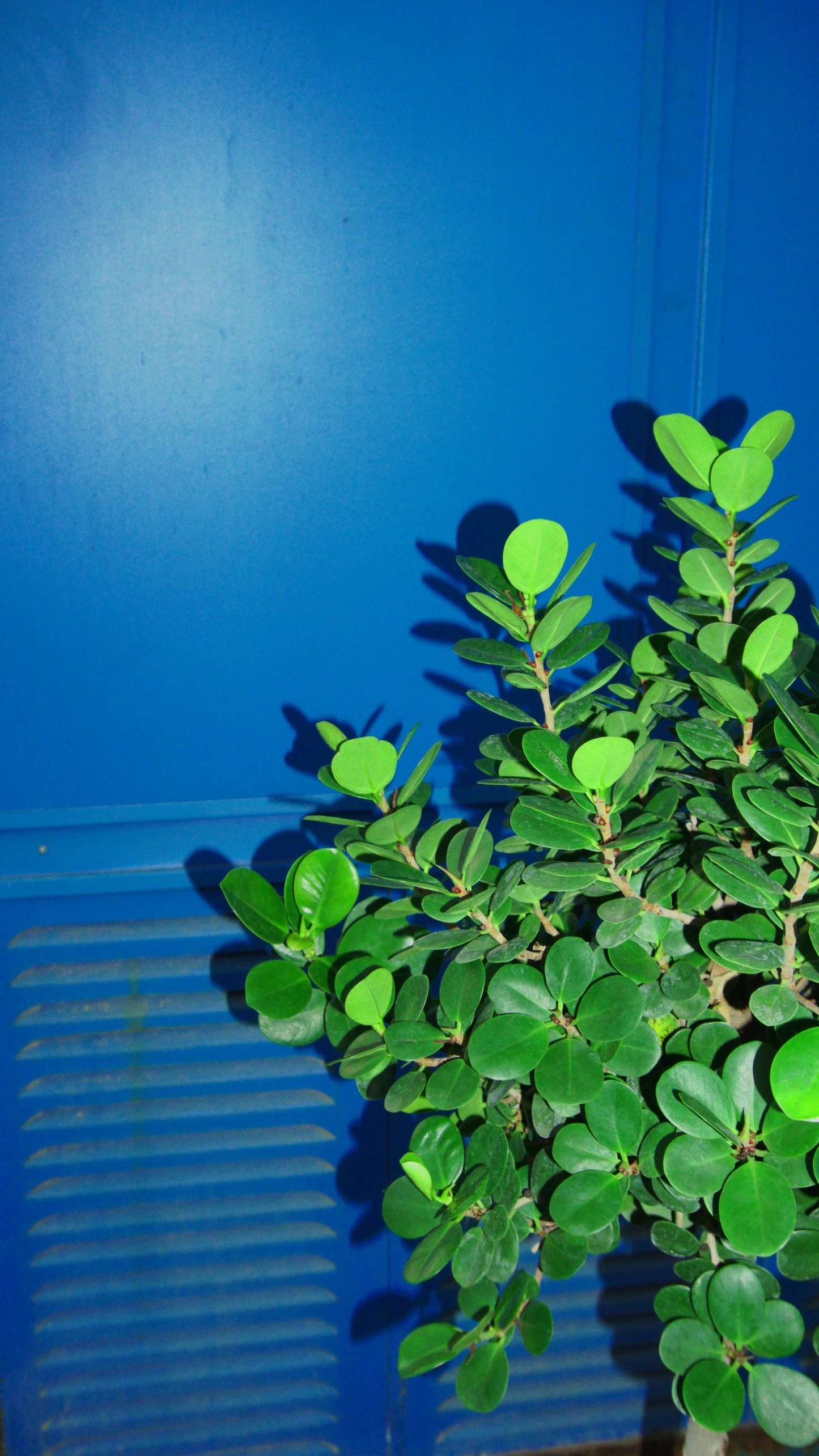 Ficus Microcarpa