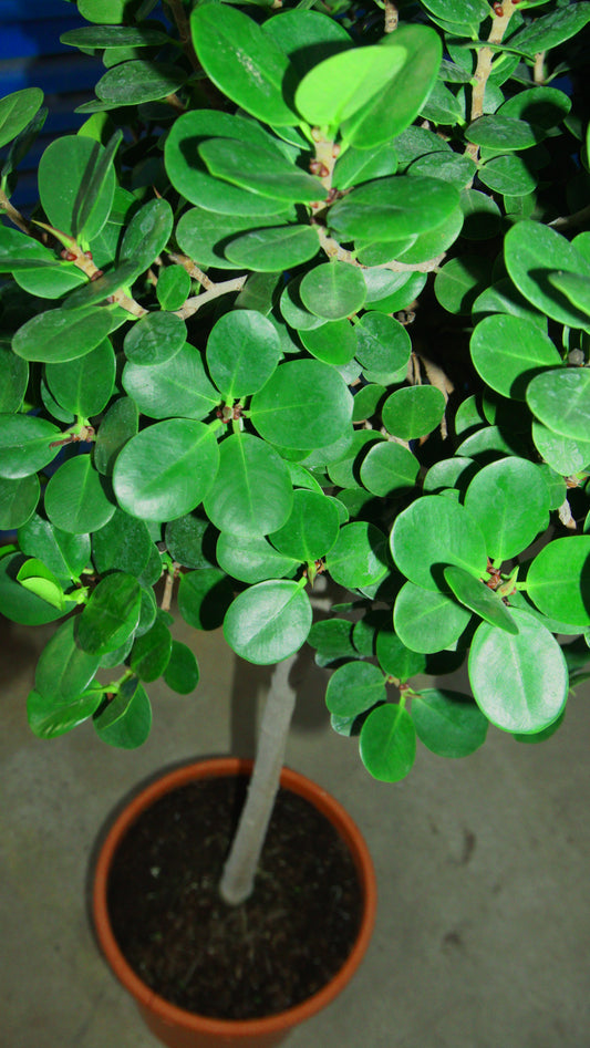 Ficus Microcarpa