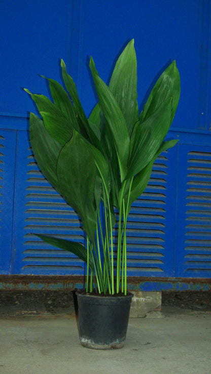 Aspidistra